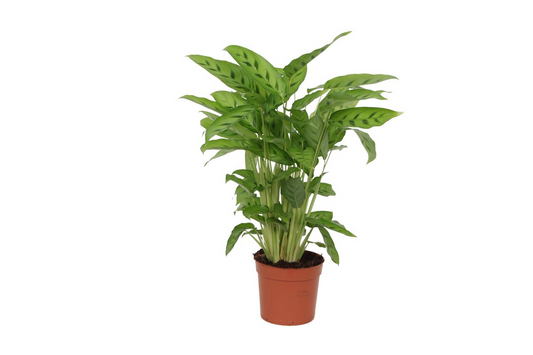 Kleine Calathea Leopardina 35 cm | Decoratieve Kamerplant