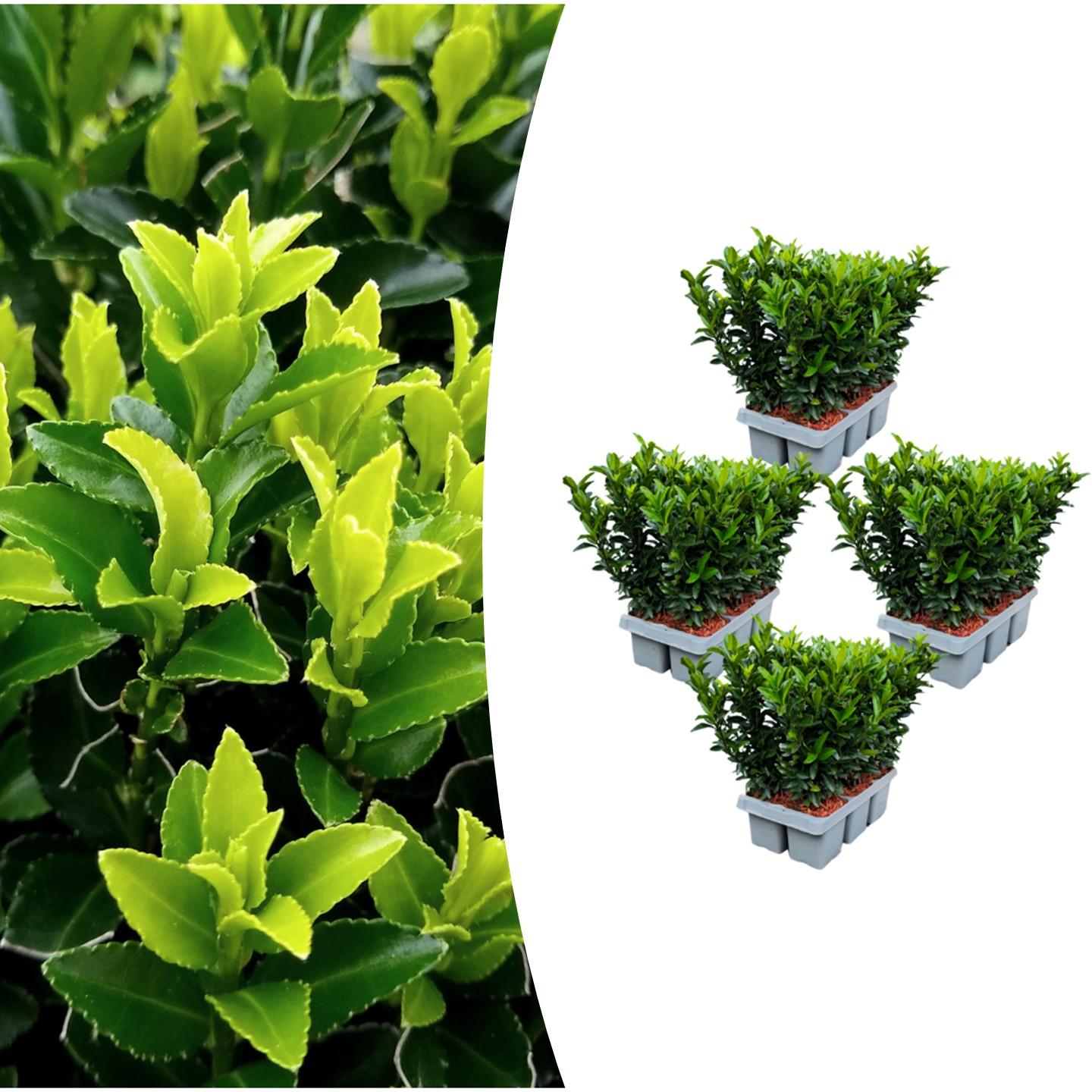 Echte Euonymus Green Spire | 15 cm | Structuurplant | 4-Pack Wintergroen