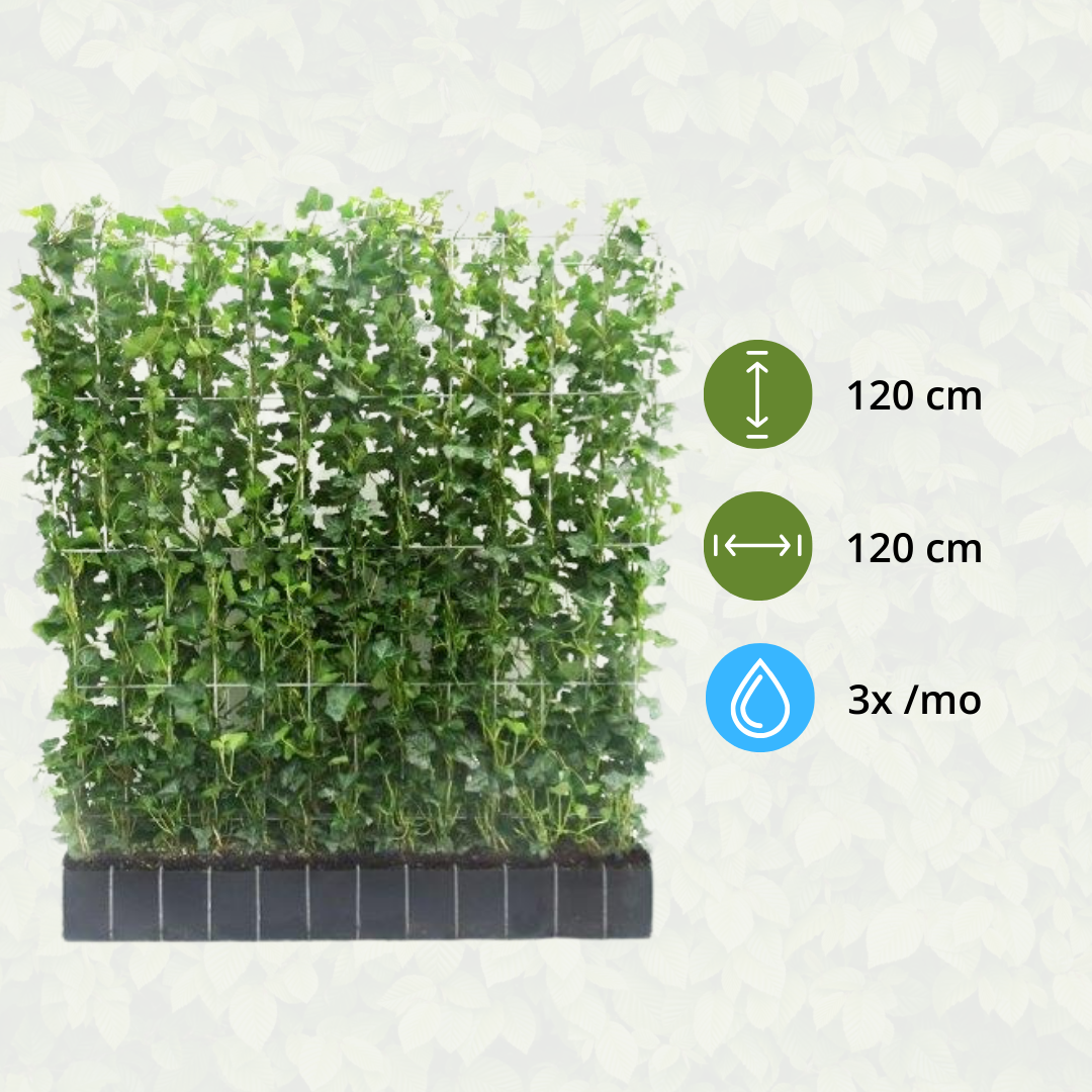 Kant-en-Klaar Klimophaag Hedera Hibernica | 120×120 cm | Dichte Groene Afscheiding | Direct Privacy