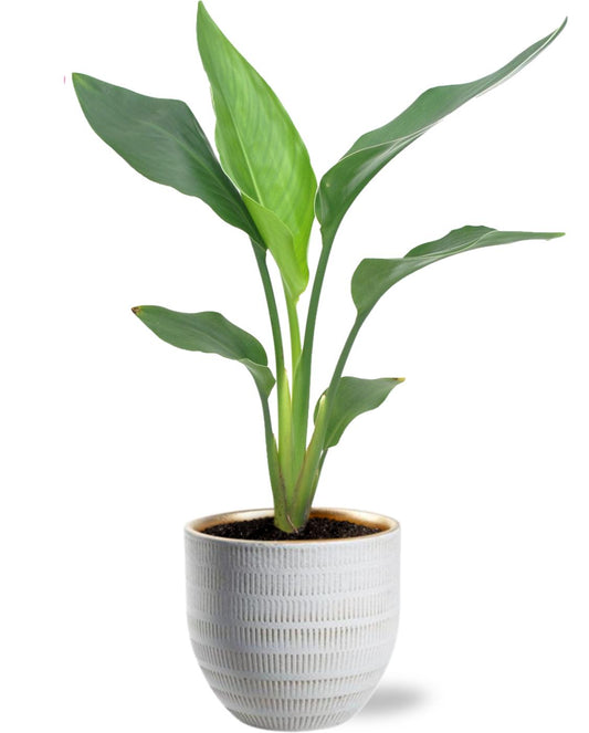 Bloeiende Paradijsvogelplant 40 cm met Witte Pot | Strelitzia Reginae