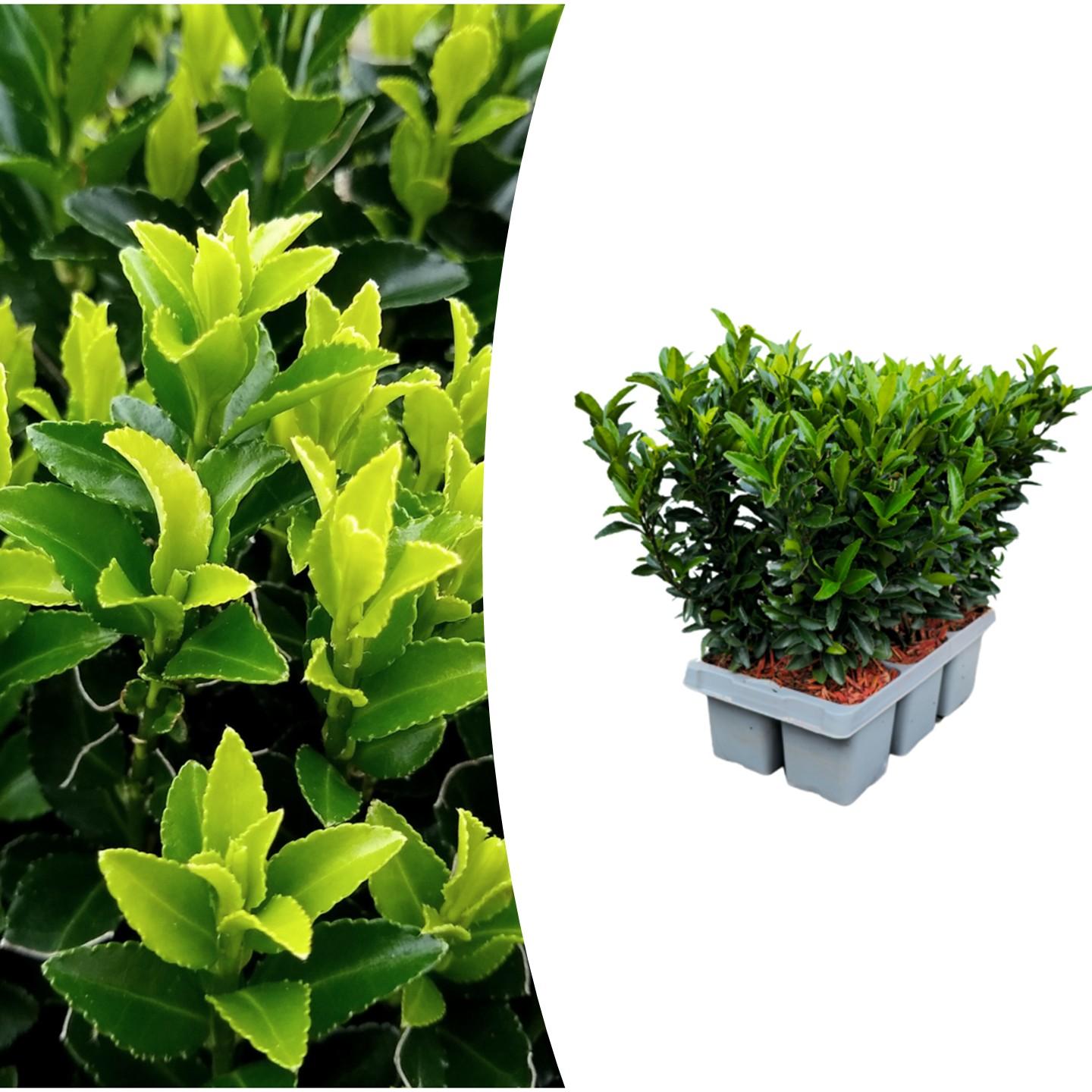 Echte Euonymus Green Spire | 15 cm | Wintergroene Haagplant | Solitair Structuurplant