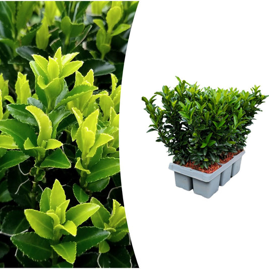 Echte Euonymus Green Spire | 15 cm | Wintergroene Haagplant | Solitair Structuurplant
