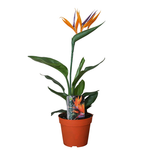 Bloeiende Mini Paradijsvogelplant 35 cm | Strelitzia Reginae met Bloem