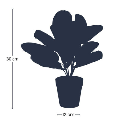 Maranta Leuconeura Kunstplant 30 cm | Kleine Tropische Kamerplant met Getekende Bladeren