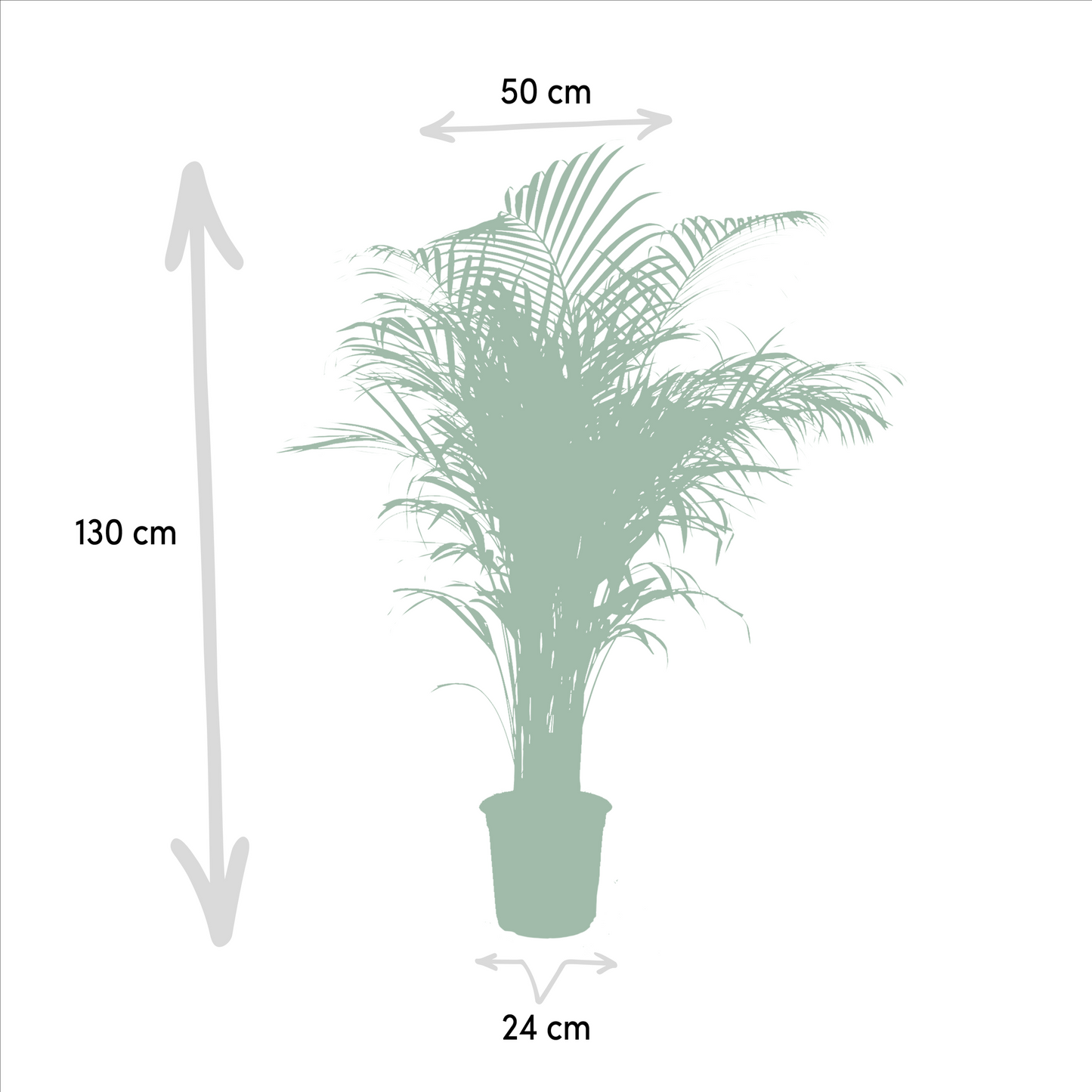 Echte Areca Palm Dypsis Lutescens | 130 cm | Luchtzuiverende Kamerpalm | Moderne Interieurplant