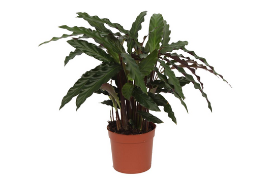 Calathea Elgergrass 70 cm | Smalle Bladkamerplant voor Interieur