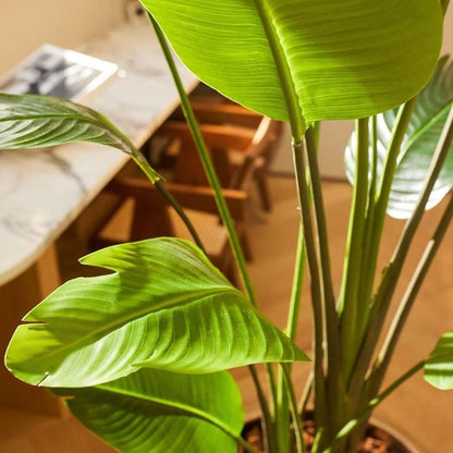 Strelitzia Nicolai kunstplant 180 cm | Tropische grootblad plant in zwarte pot | Paradijsvogelplant voor binnen