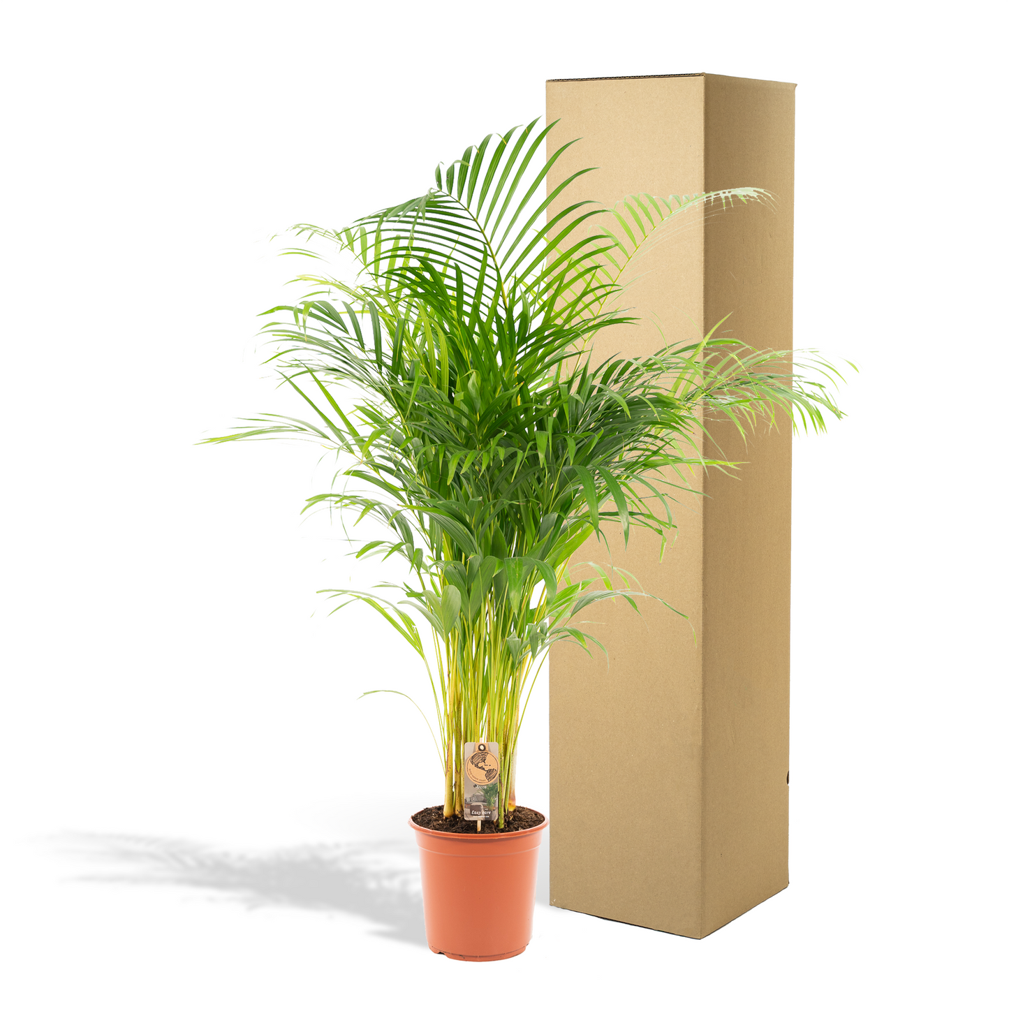 Echte Areca Palm Dypsis Lutescens | 130 cm | Luchtzuiverende Kamerpalm | Moderne Interieurplant