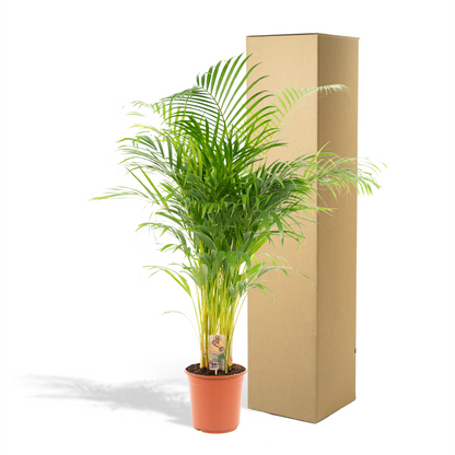 Echte Areca Palm Dypsis Lutescens | 130 cm | Luchtzuiverende Kamerpalm | Moderne Interieurplant