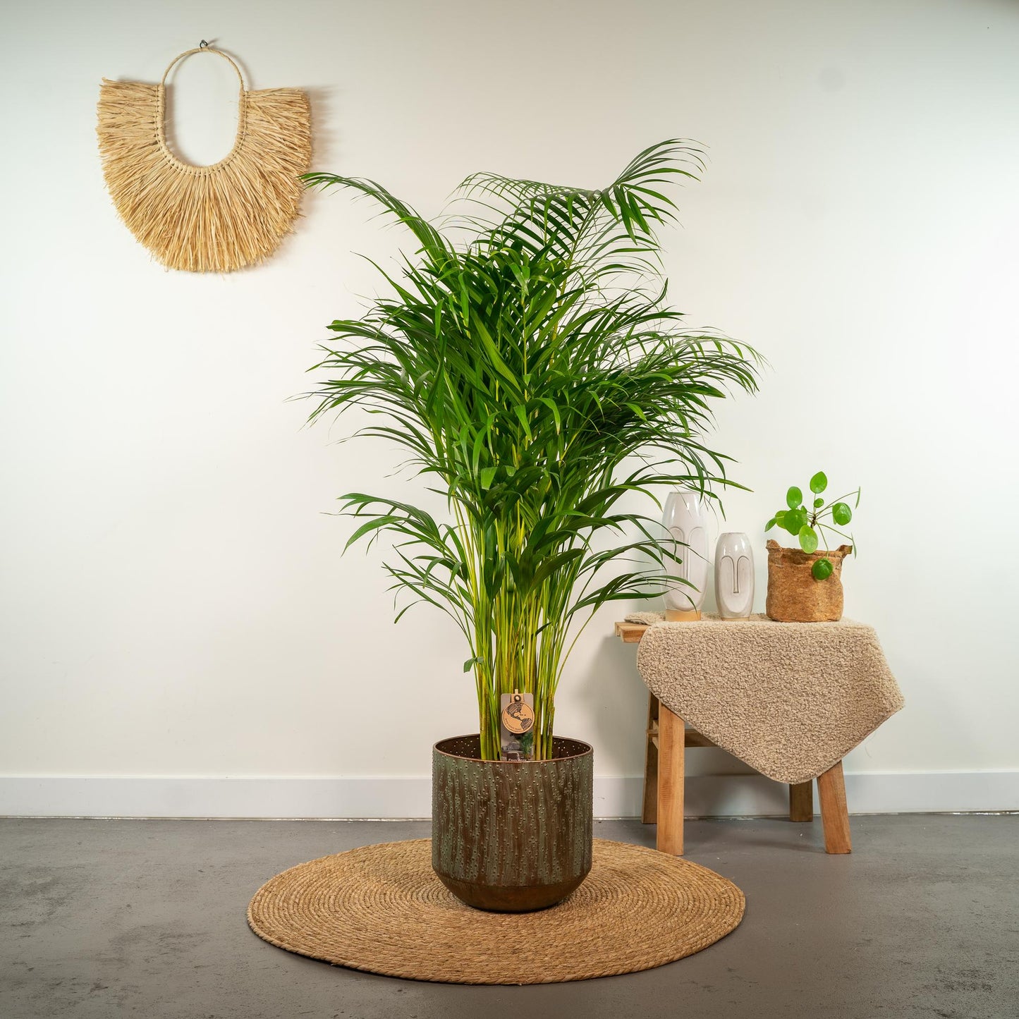 Echte Areca Palm Dypsis Lutescens | 130 cm | Luchtzuiverende Kamerpalm | Moderne Interieurplant