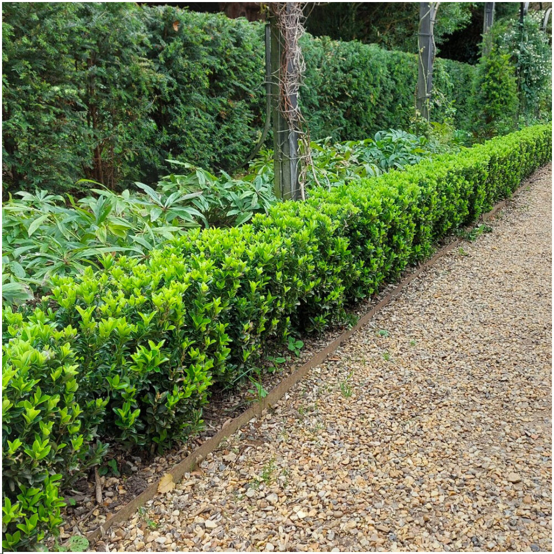 Echte Euonymus Green Spire | 15 cm | Wintergroene Haagplant | Solitair Structuurplant
