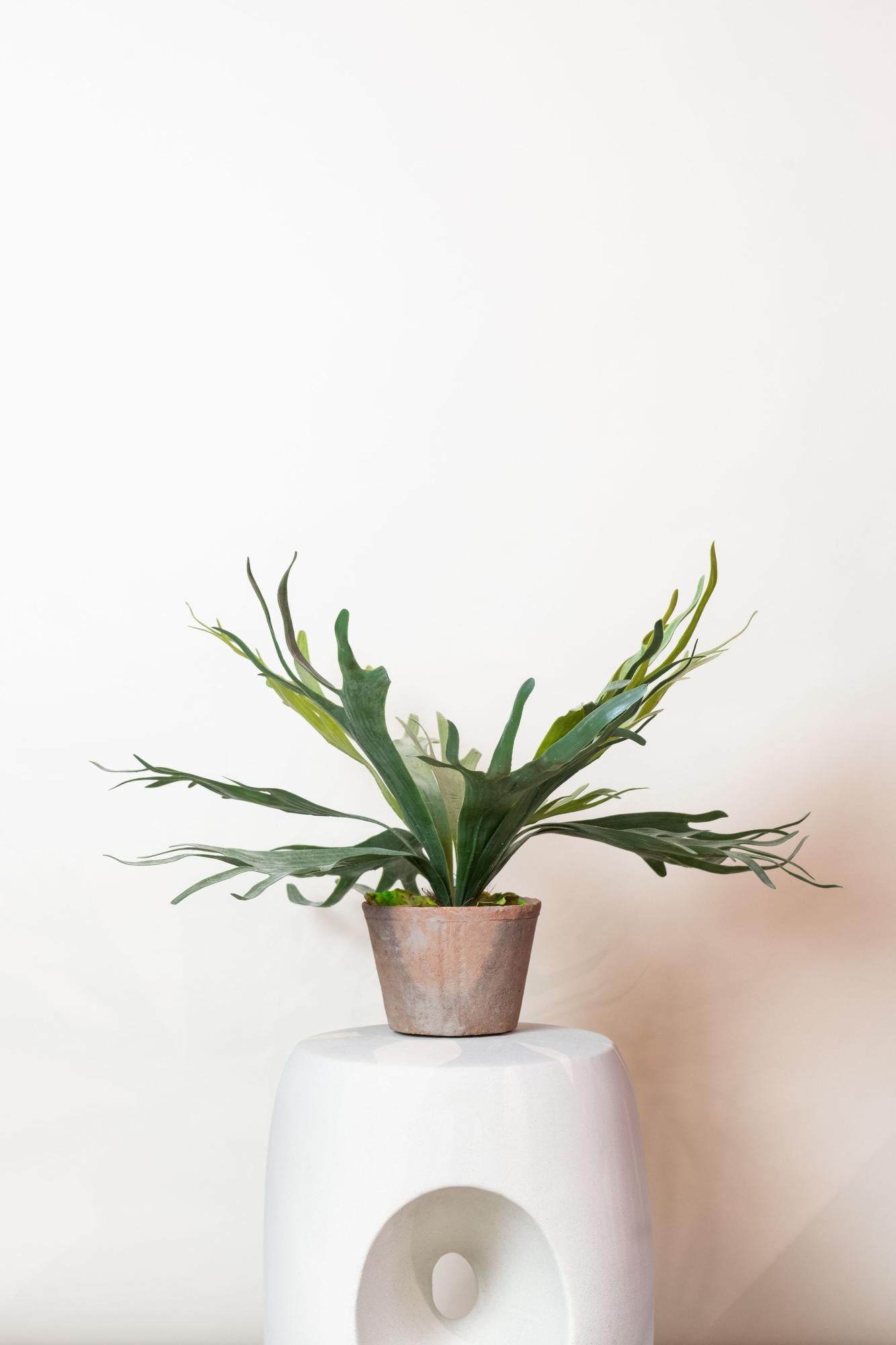 Hertshoornvaren kunstplant 50 cm | Staghorn fern nep plant